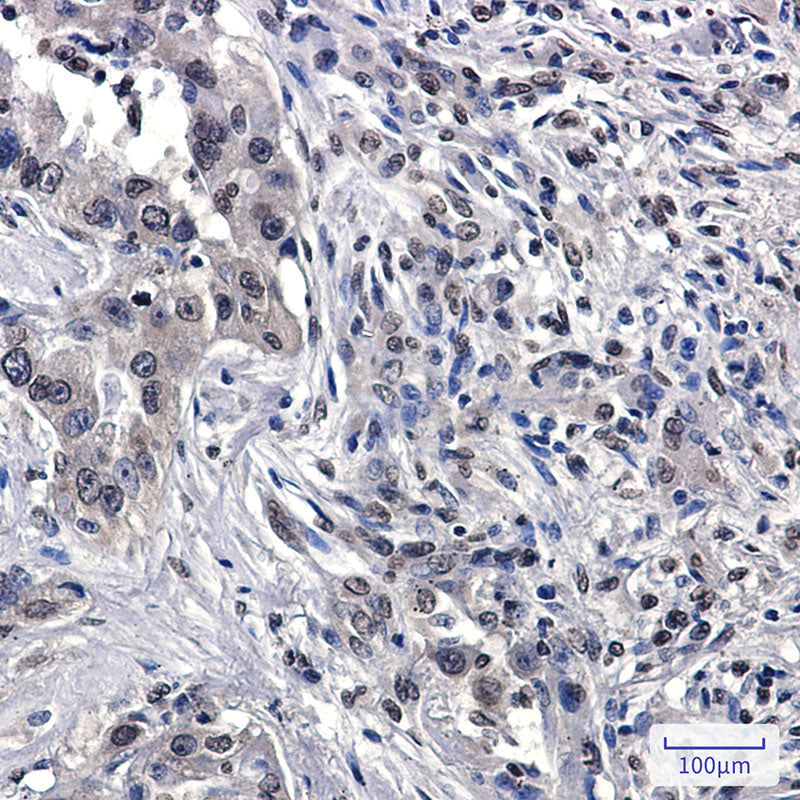 Anti-RASA1 Rabbit Monoclonal Antibody
