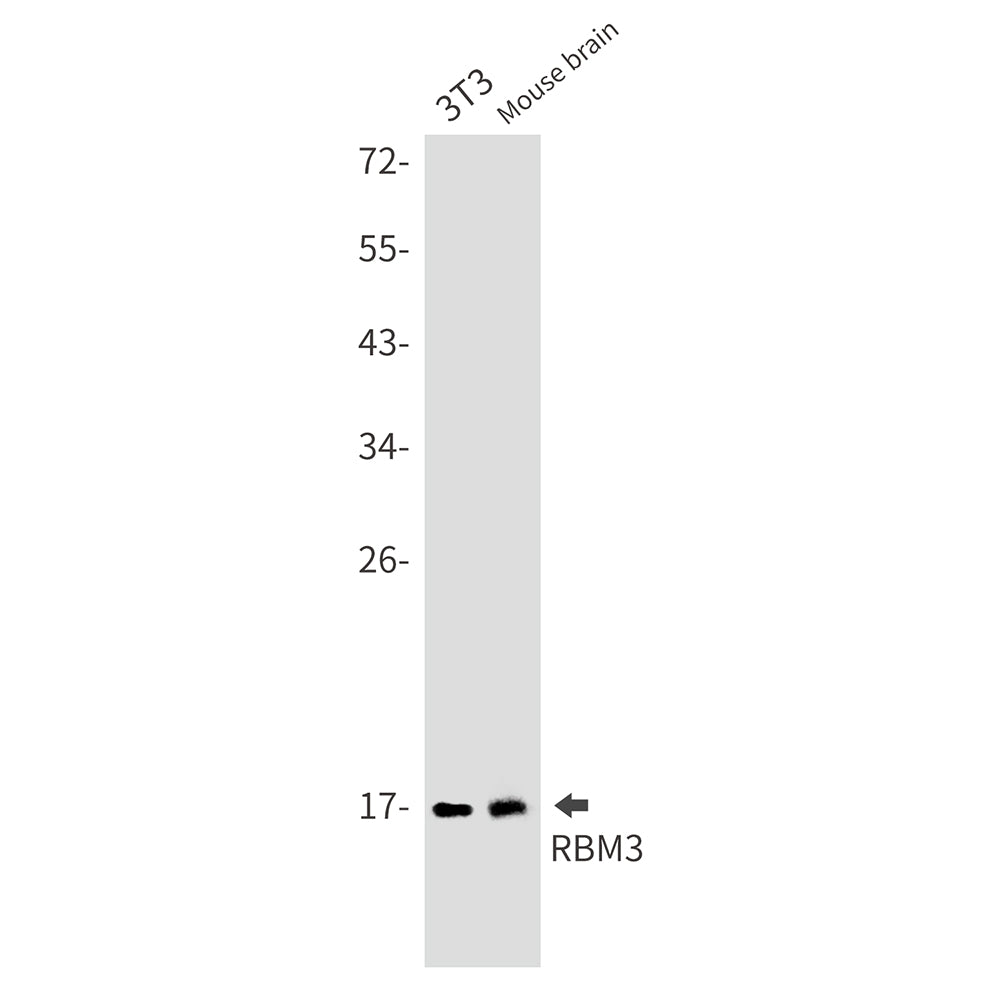 Anti-RBM3 Rabbit Monoclonal Antibody