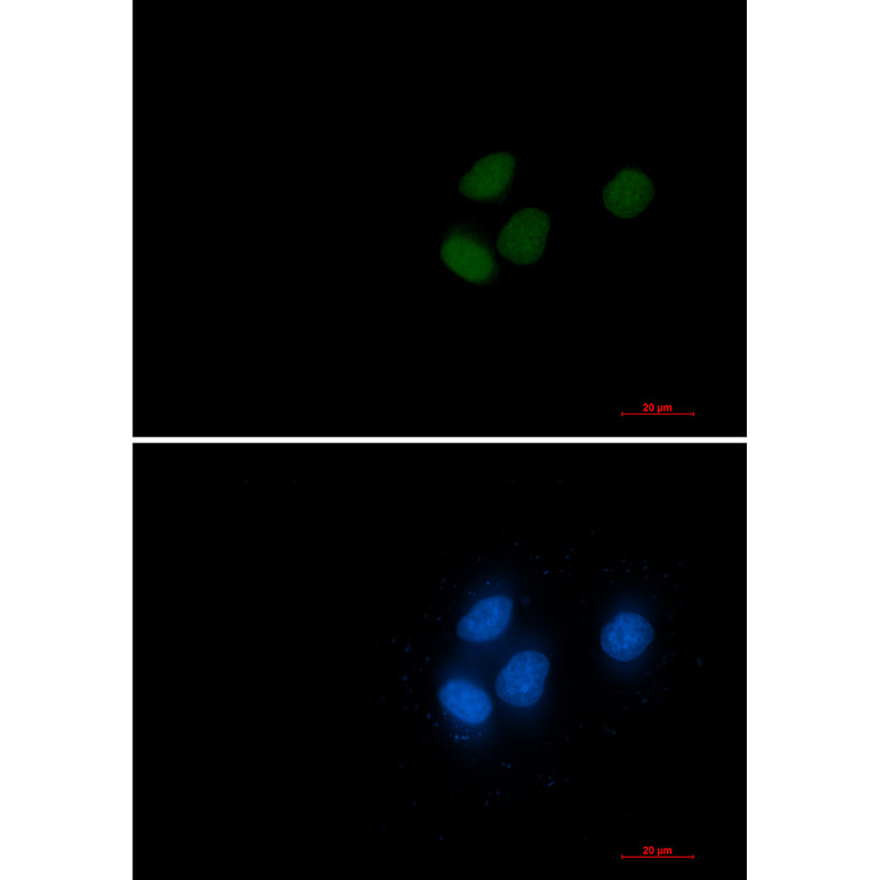 Anti-RCC1 Rabbit Monoclonal Antibody
