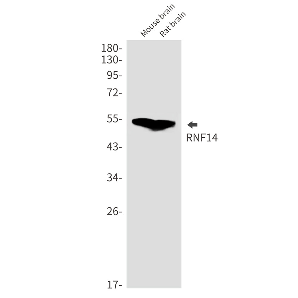 Anti-RNF14 Rabbit Monoclonal Antibody