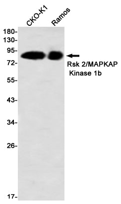 Anti-RSK2 Rabbit Monoclonal Antibody