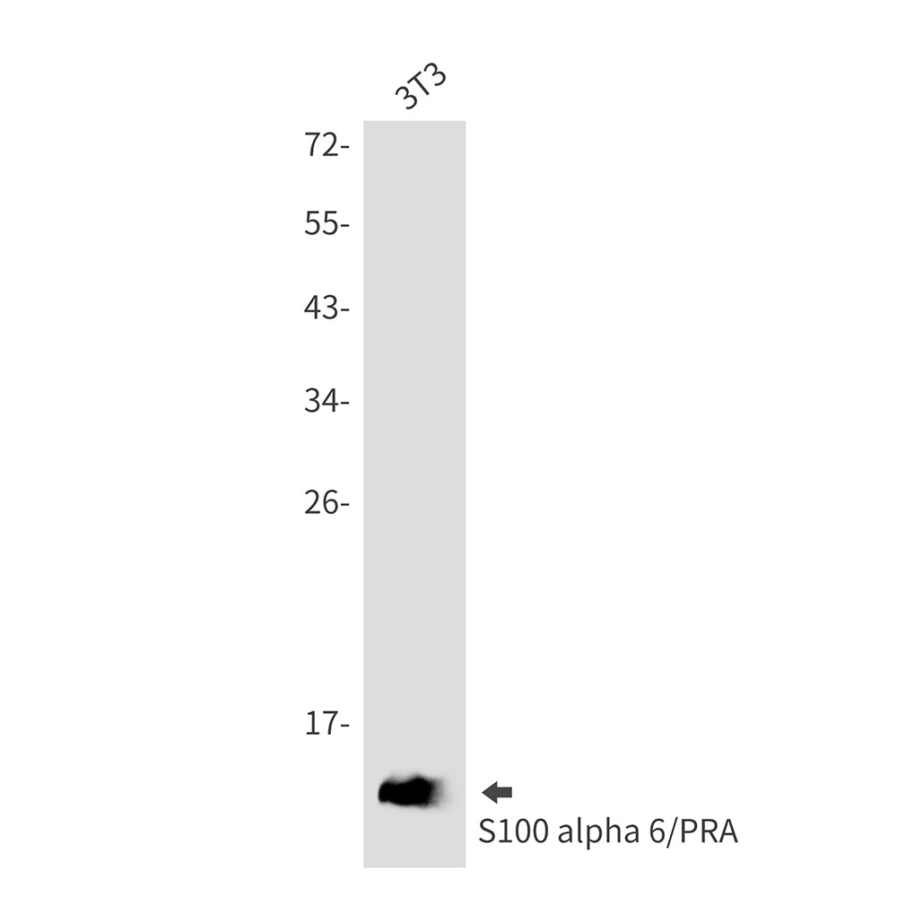 Anti-S100 alpha6 Rabbit Monoclonal Antibody