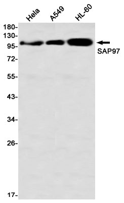 Anti-SAP97 Rabbit Monoclonal Antibody