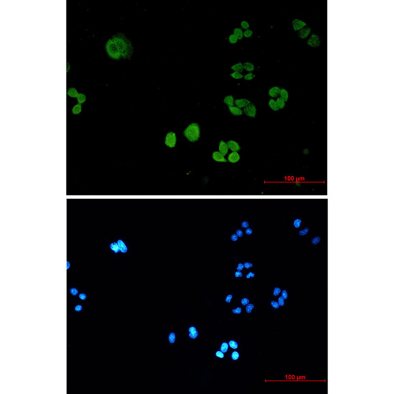Anti-SBDS Rabbit Monoclonal Antibody