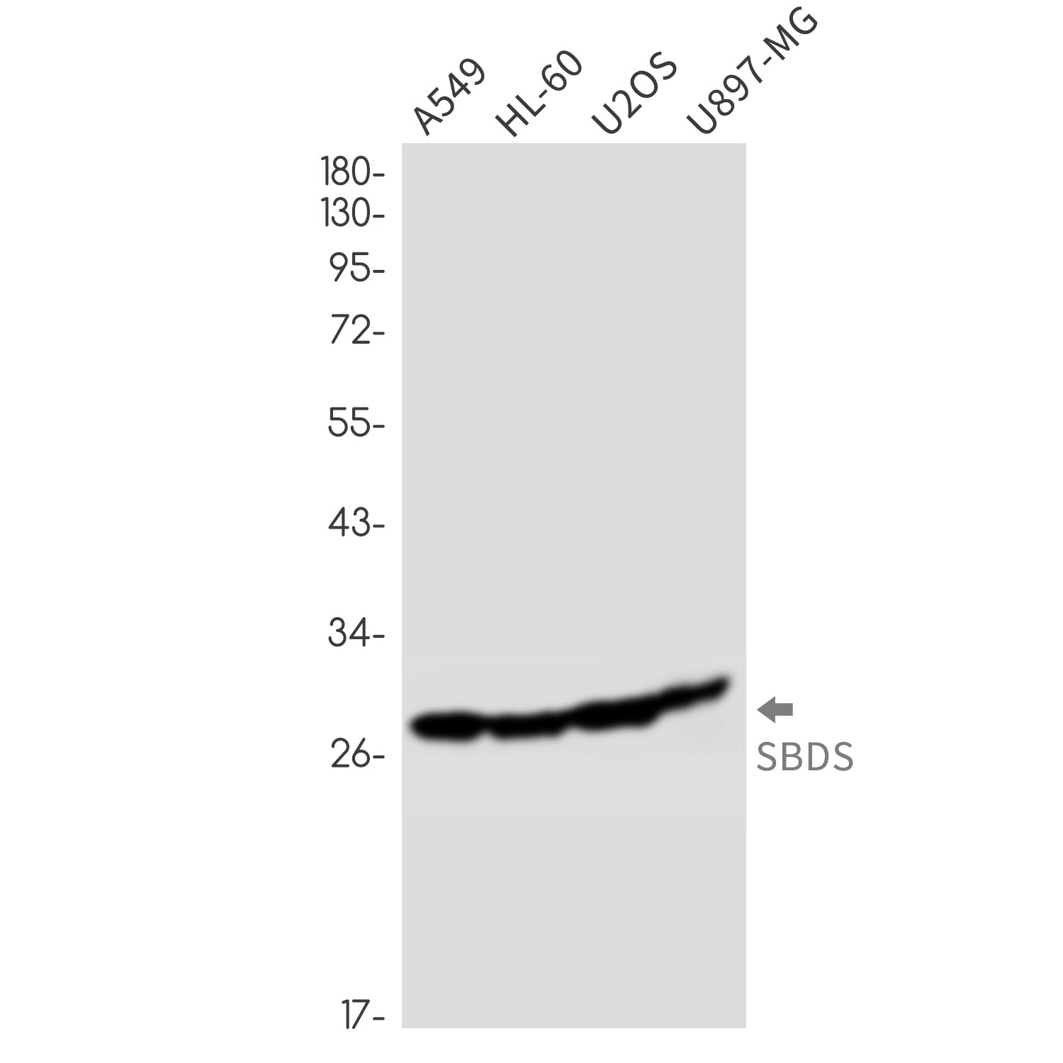 Anti-SBDS Rabbit Monoclonal Antibody
