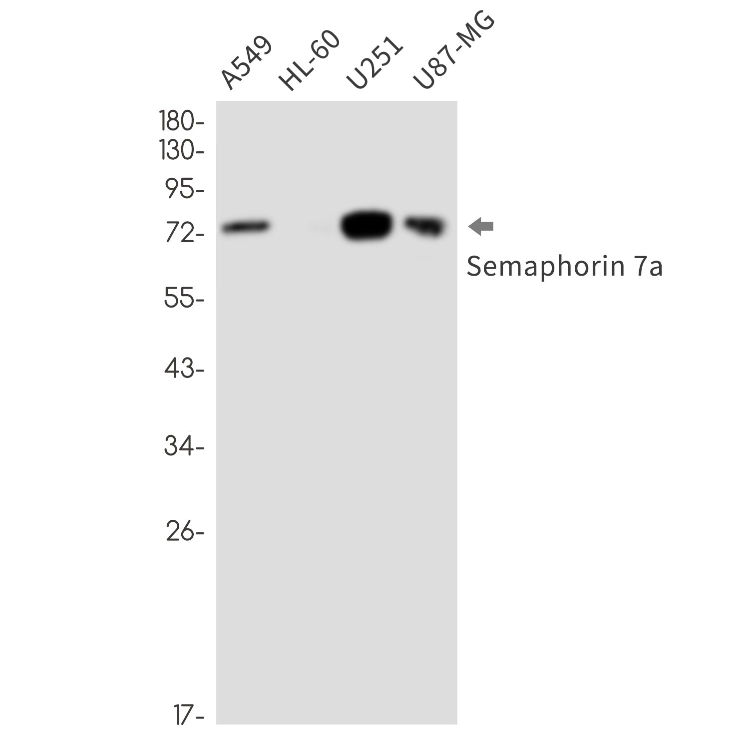 Anti-Semaphorin 7A Rabbit Monoclonal Antibody