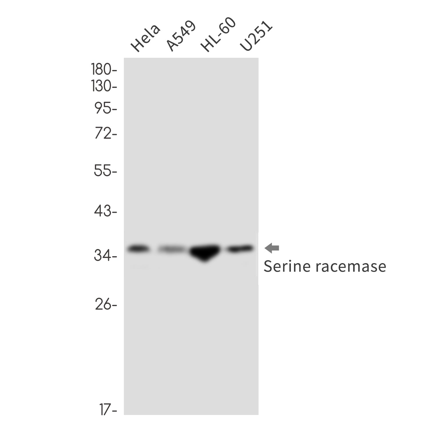 Anti-Serine Racemase Rabbit Monoclonal Antibody