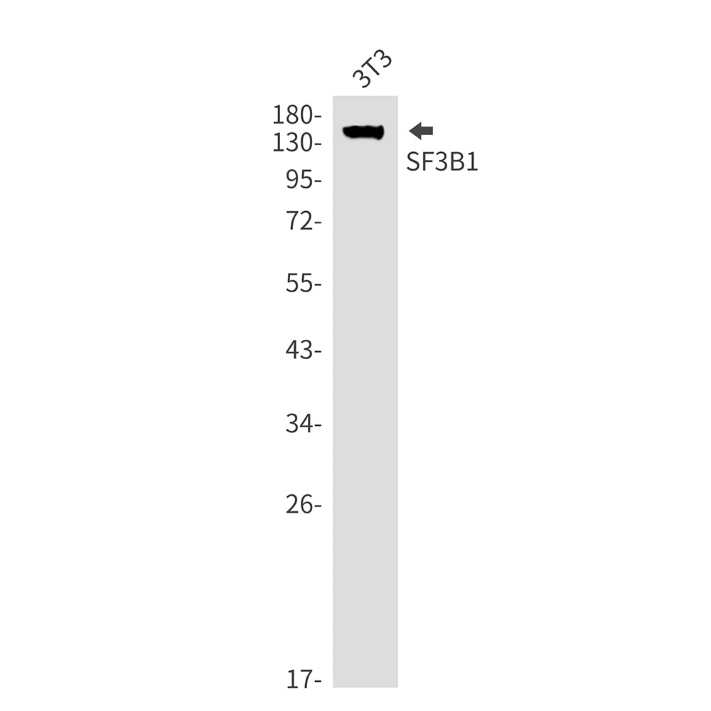 Anti-SF3B1 Rabbit Monoclonal Antibody
