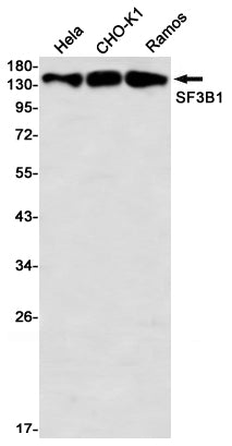Anti-SF3B1 Rabbit Monoclonal Antibody