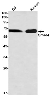 Anti-Smad4 Rabbit Monoclonal Antibody