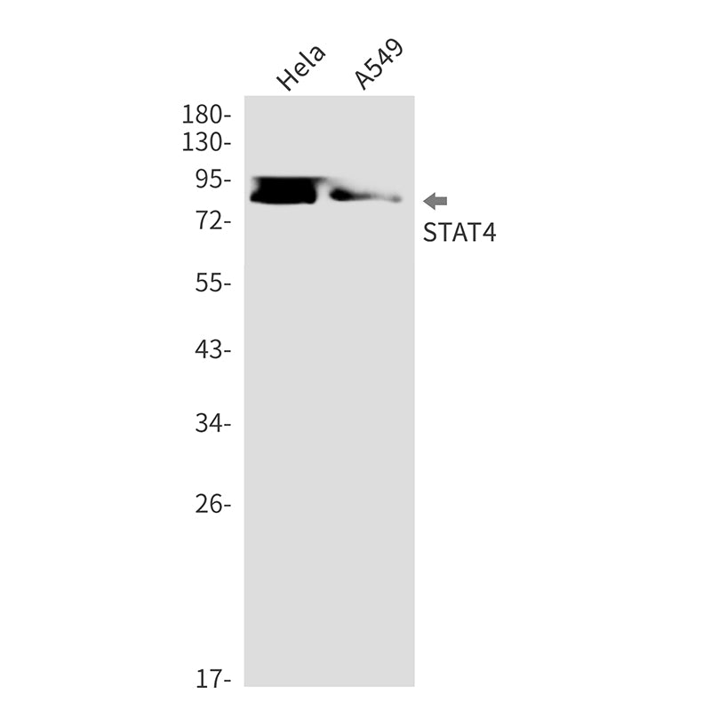 Anti-STAT4 Rabbit Monoclonal Antibody