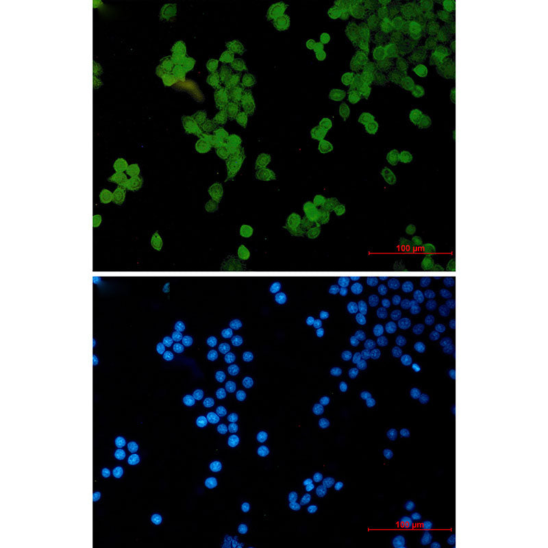 Anti-STAT5b Rabbit Monoclonal Antibody