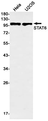 Anti-STAT6 Rabbit Monoclonal Antibody