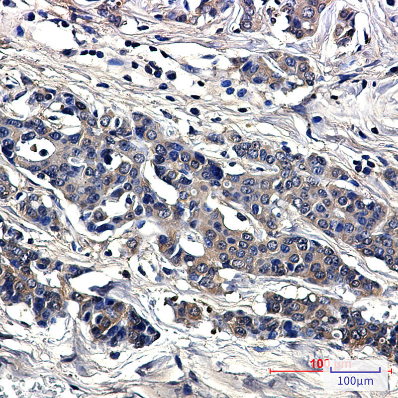 Anti-Superoxide Dismutase 1 Rabbit Monoclonal Antibody