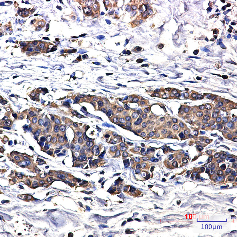 Anti-Superoxide Dismutase 1 Rabbit Monoclonal Antibody