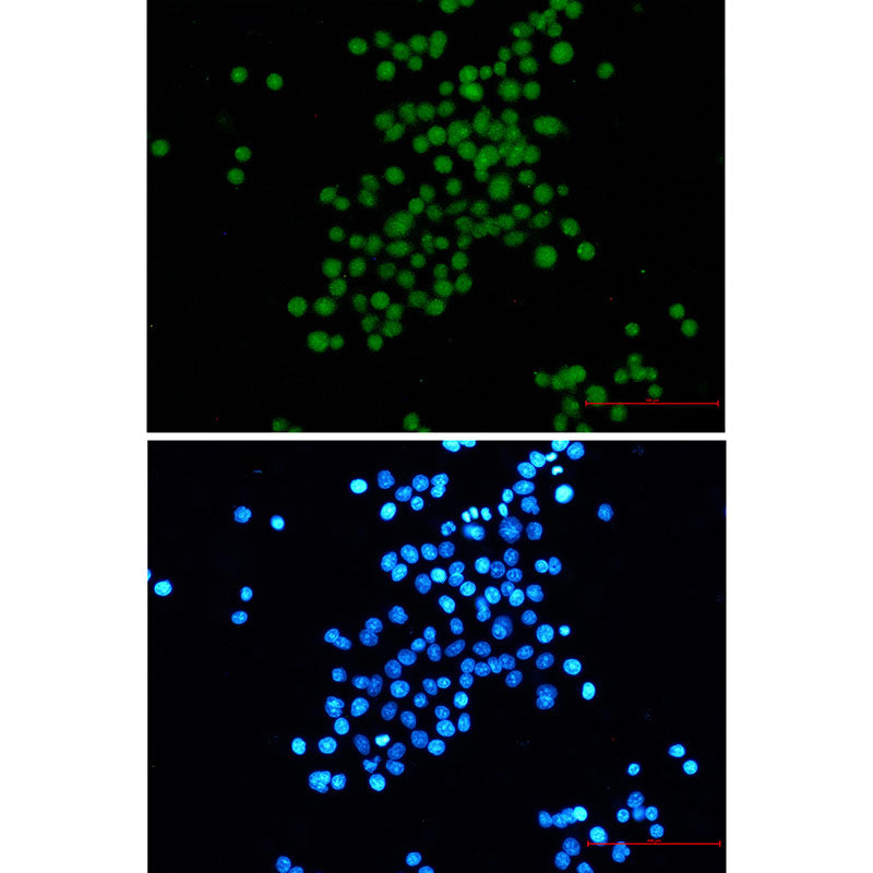Anti-SV40 T Antigen Rabbit Monoclonal Antibody
