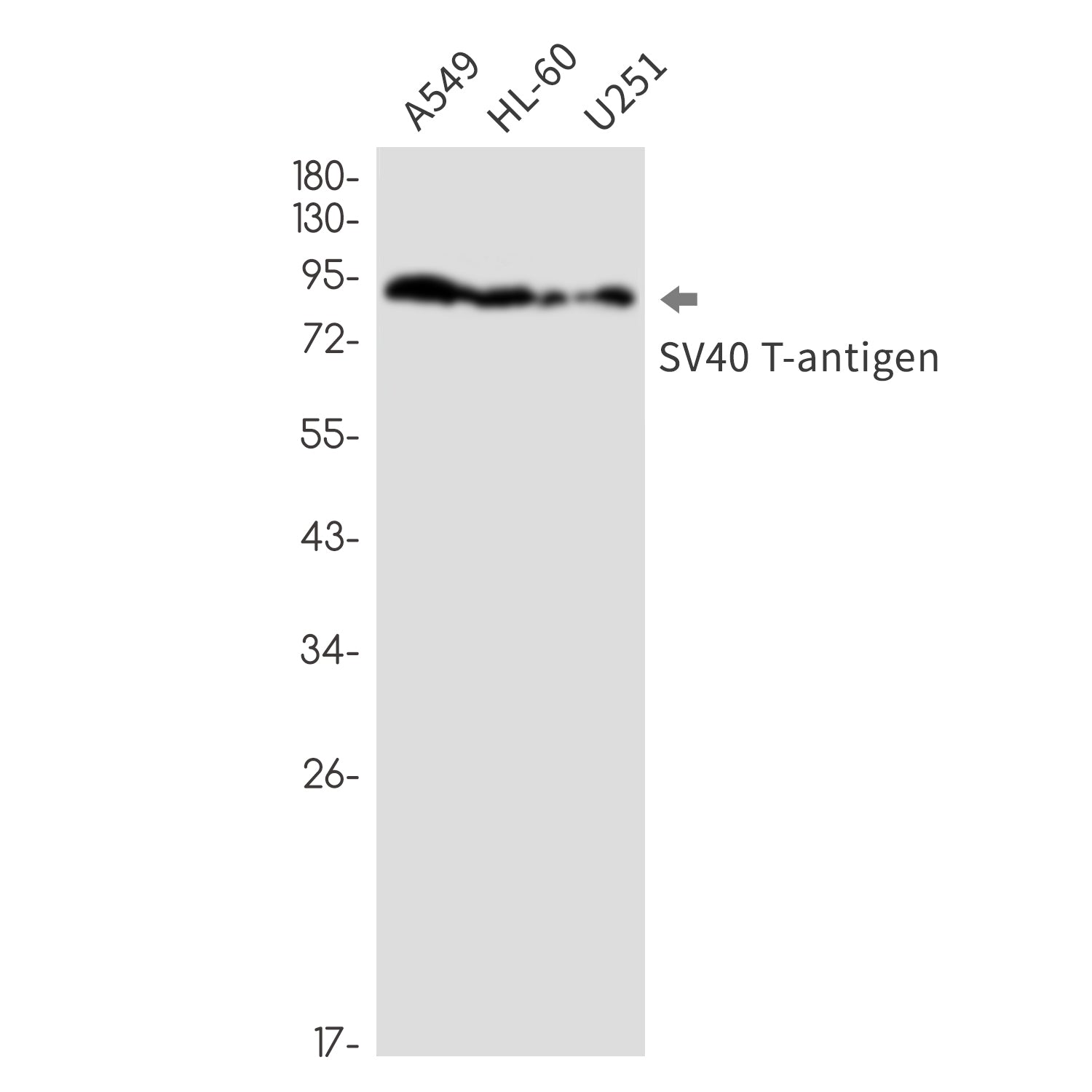 Anti-SV40 T Antigen Rabbit Monoclonal Antibody