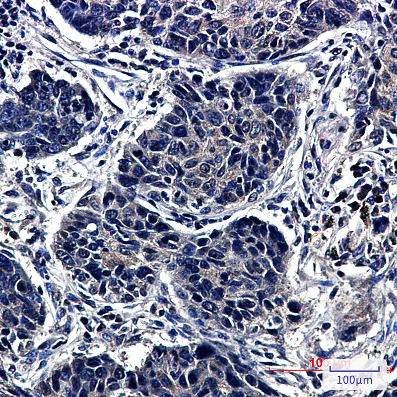 Anti-TCP 1 alpha Rabbit Monoclonal Antibody