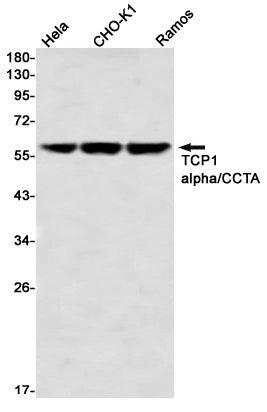 Anti-TCP 1 alpha Rabbit Monoclonal Antibody