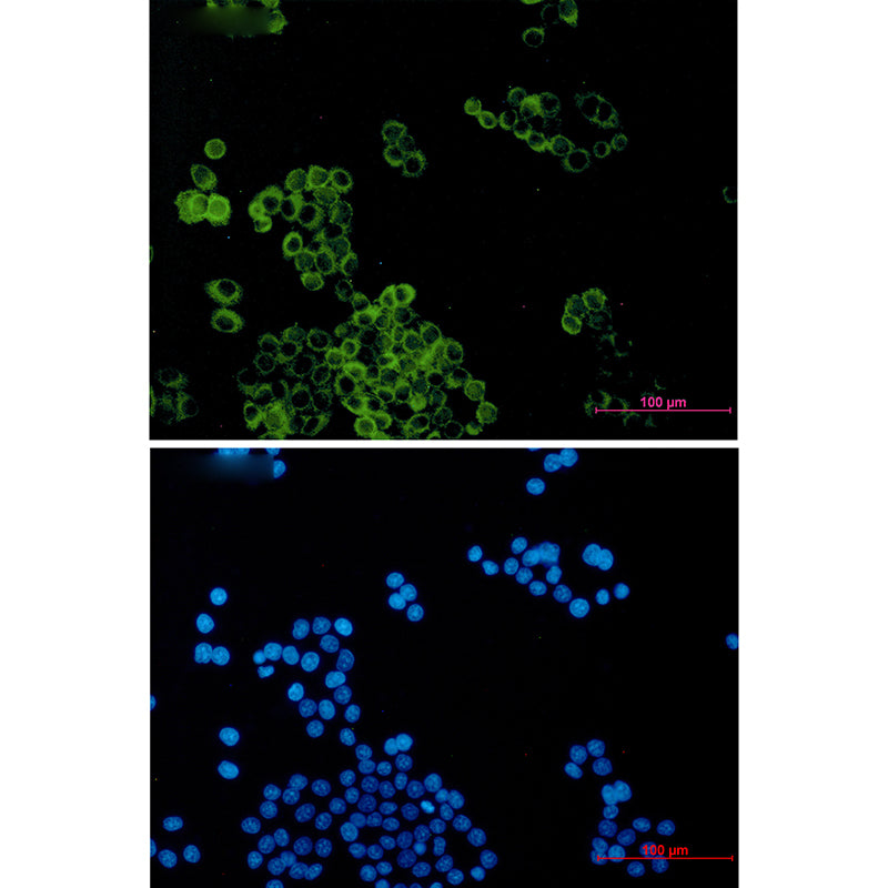 Anti-Dynein Light Chain Tctex Type 1 Rabbit Monoclonal Antibody
