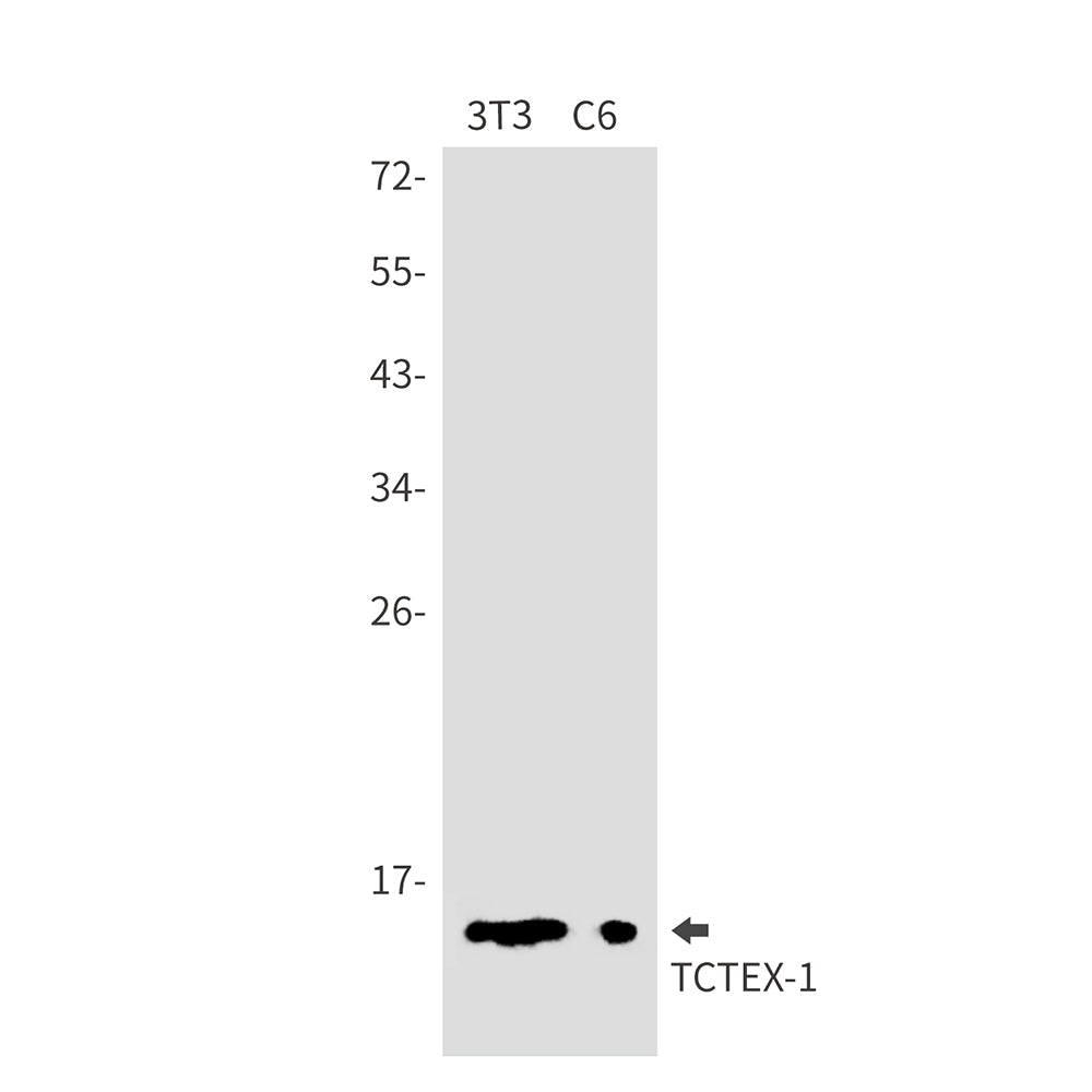 Anti-Dynein Light Chain Tctex Type 1 Rabbit Monoclonal Antibody