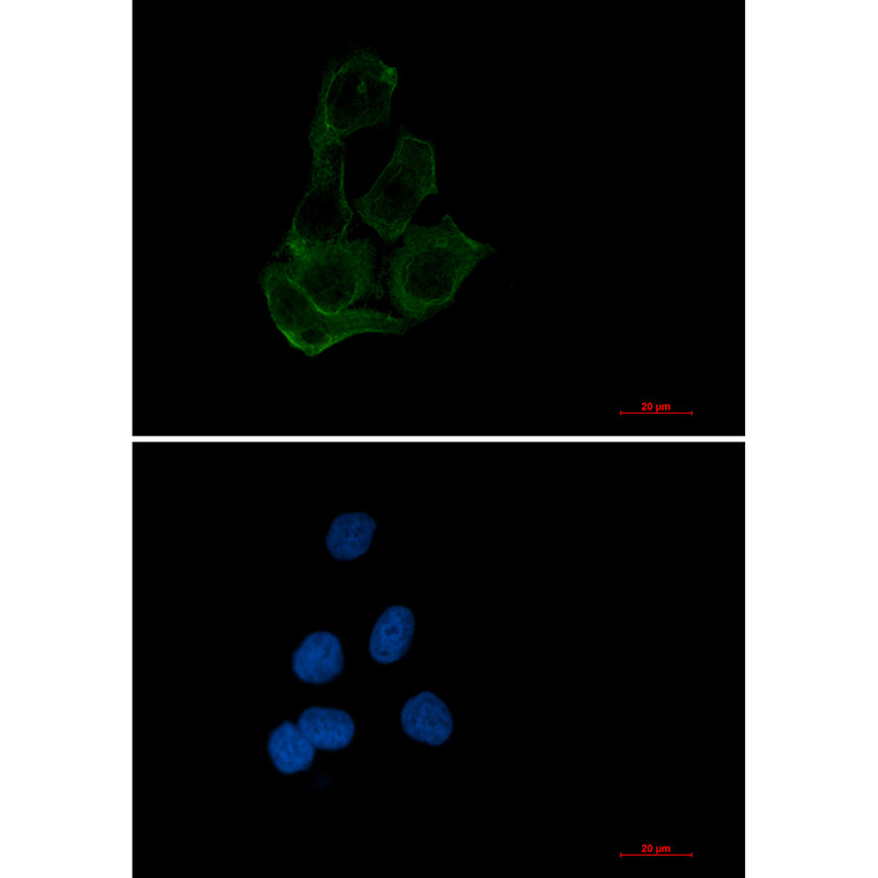 Anti-Transcription Factor EB Rabbit Monoclonal Antibody