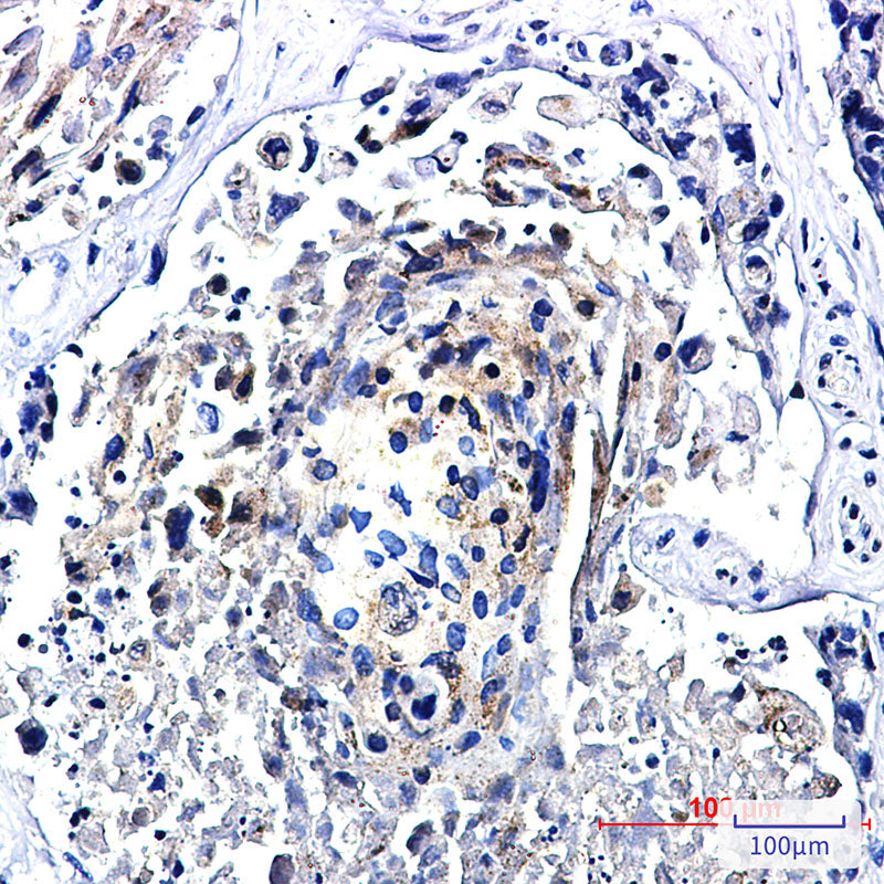 Anti-Transcription Factor EB Rabbit Monoclonal Antibody