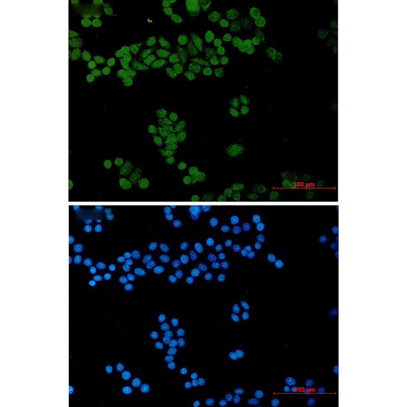 Anti-General Transcription Factor II I Rabbit Monoclonal Antibody