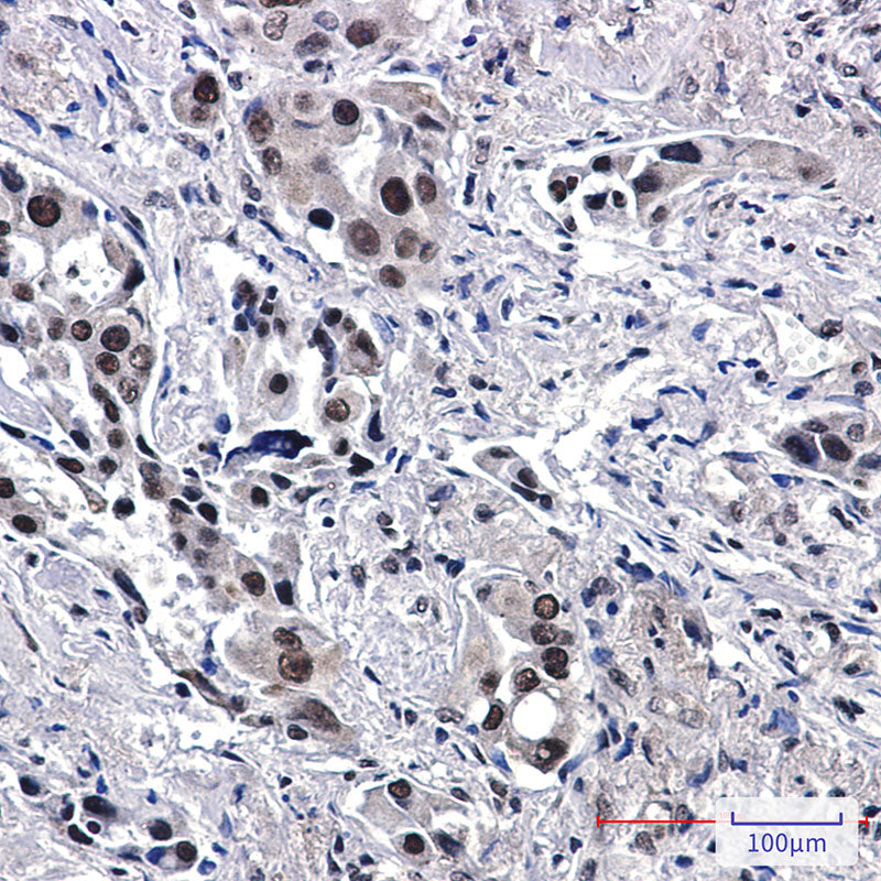 Anti-General Transcription Factor II I Rabbit Monoclonal Antibody