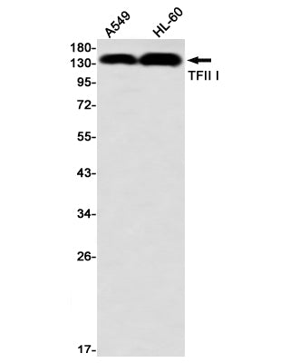 Anti-General Transcription Factor II I Rabbit Monoclonal Antibody