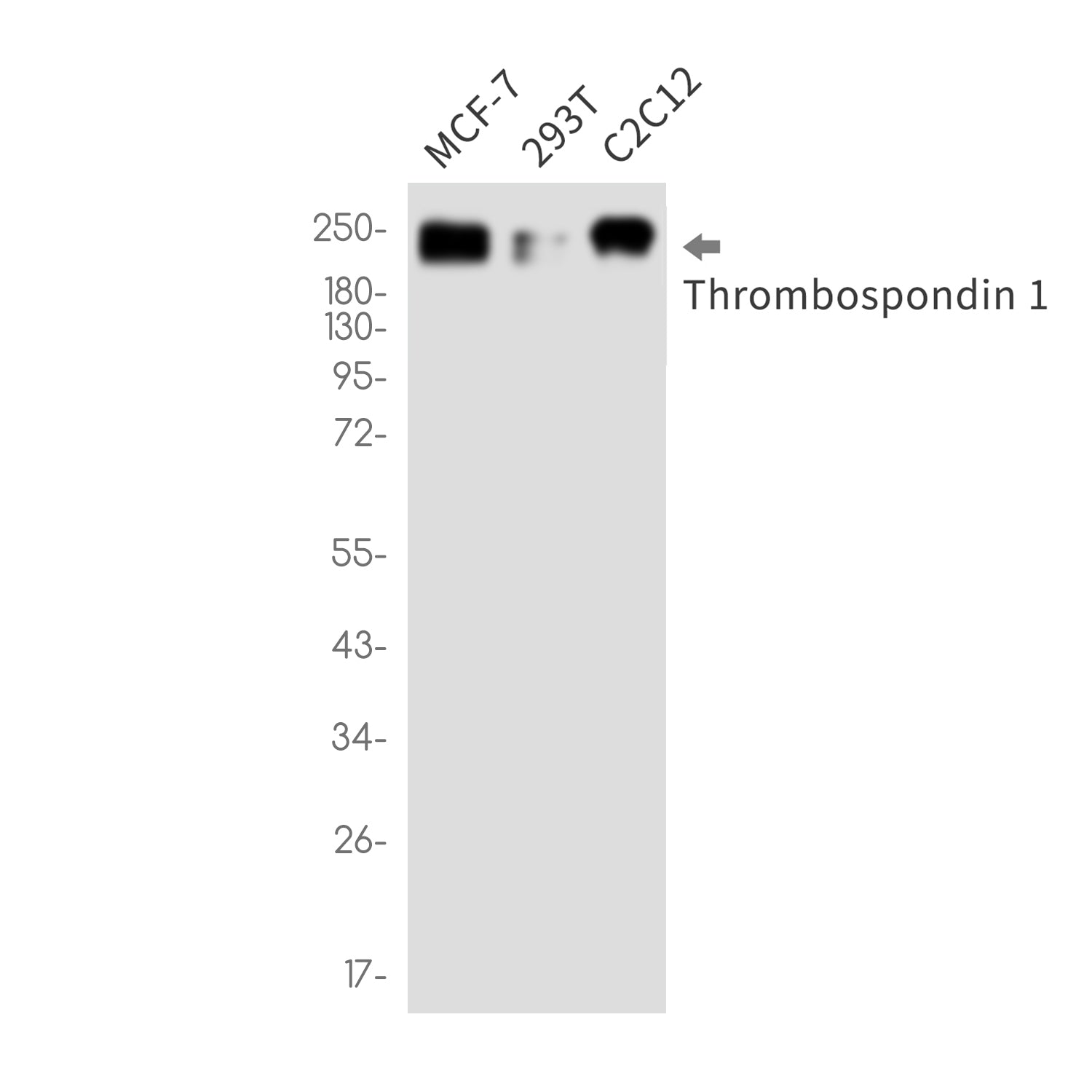 Anti-Thrombospondin 1 Rabbit Monoclonal Antibody