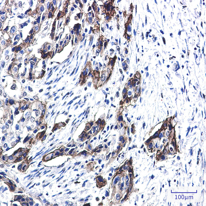Anti-Tissue Factor Rabbit Monoclonal Antibody