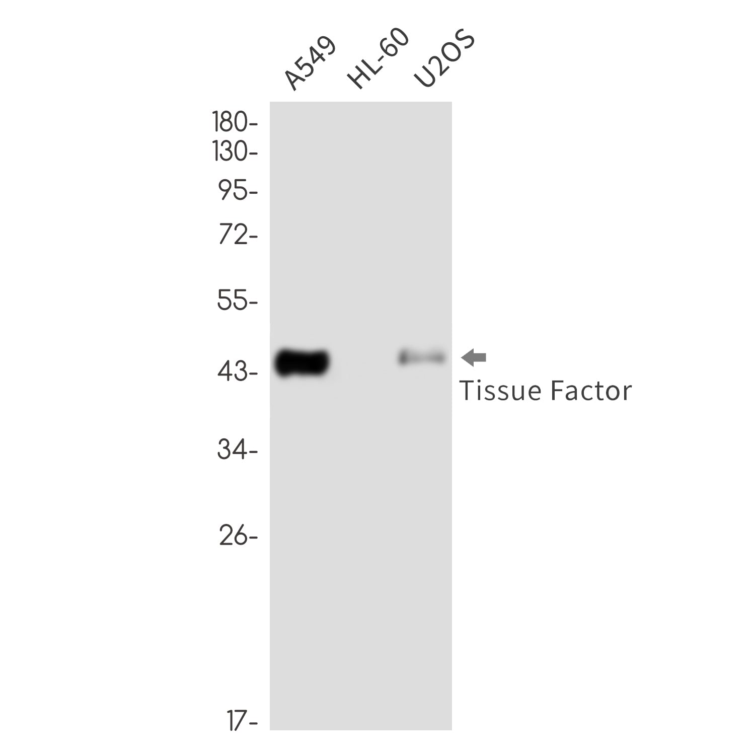 Anti-Tissue Factor Rabbit Monoclonal Antibody