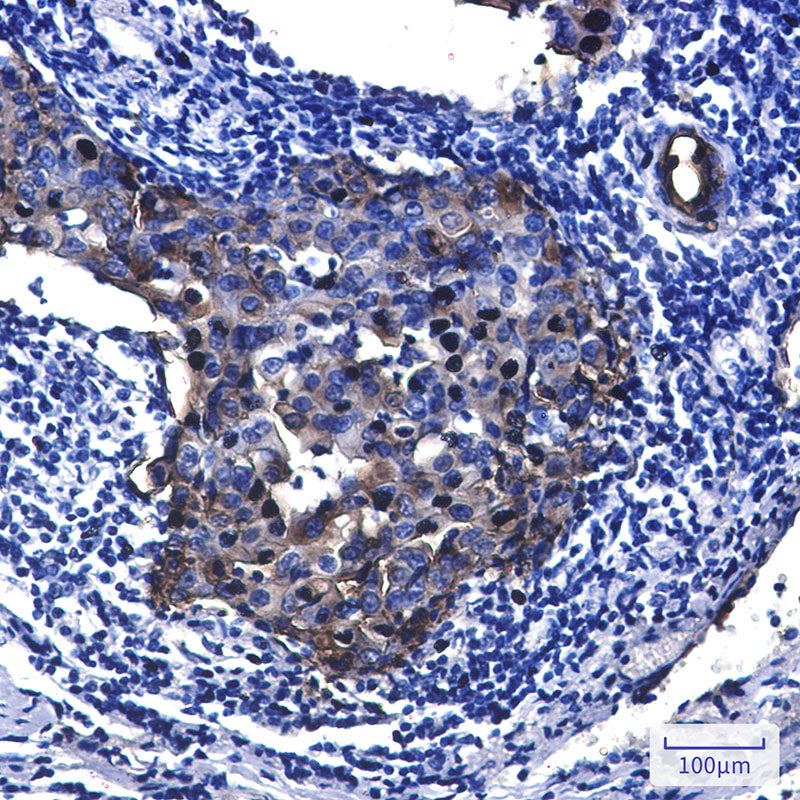 Anti-Tissue Factor Rabbit Monoclonal Antibody