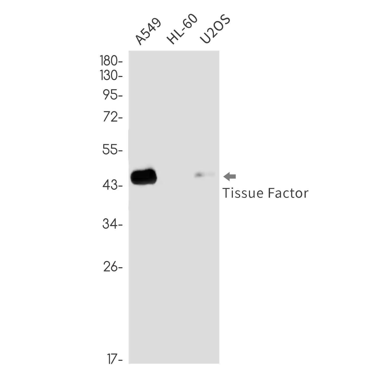 Anti-Tissue Factor Rabbit Monoclonal Antibody