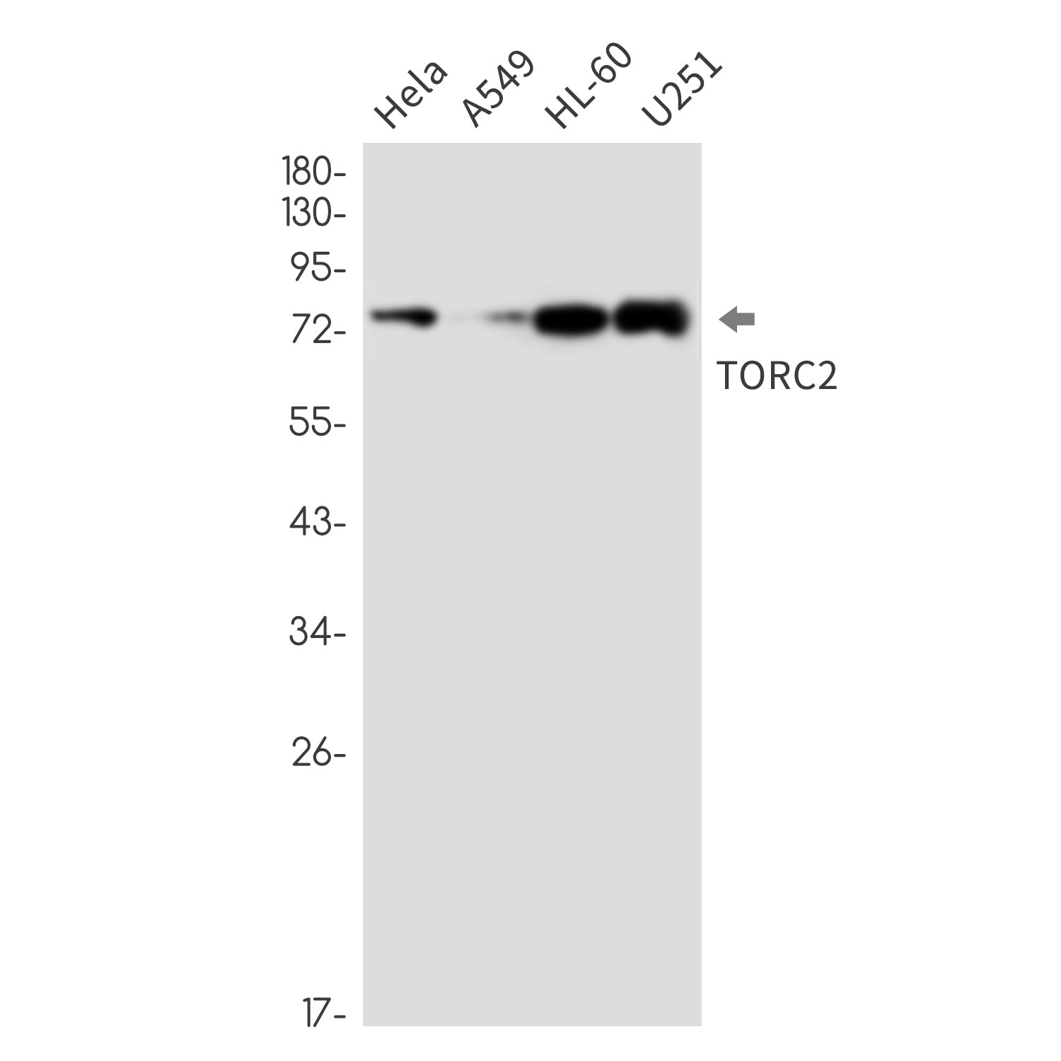 Anti-CREB Regulated Transcription Coactivator 2 Rabbit Monoclonal Antibody