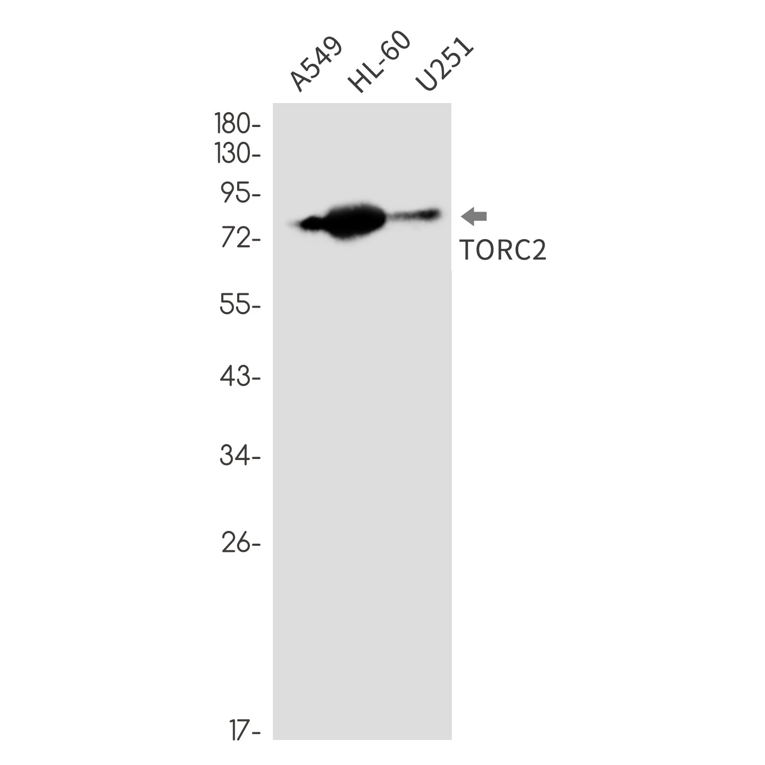 Anti-CREB Regulated Transcription Coactivator 2 Rabbit Monoclonal Antibody