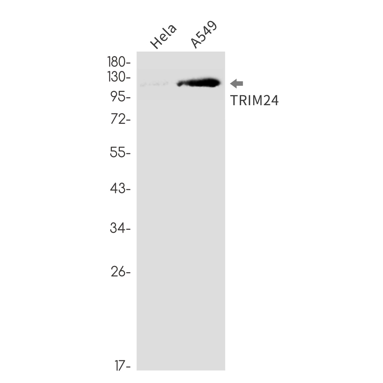 Anti-TRIM24 Rabbit Monoclonal Antibody