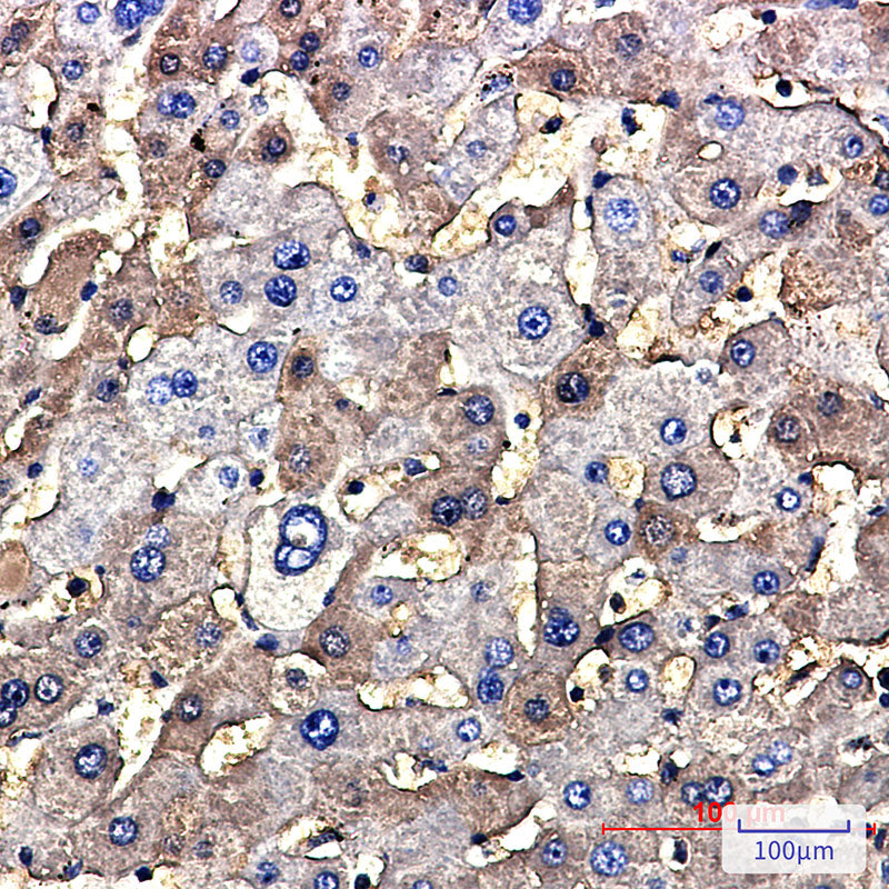 Anti-Tuberin Rabbit Monoclonal Antibody