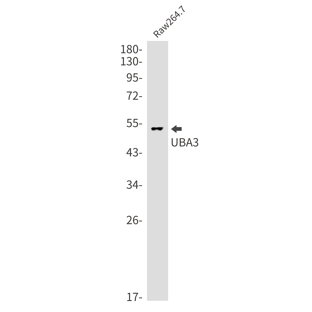 Anti-NEDD8 Activating Enzyme E1C Rabbit Monoclonal Antibody