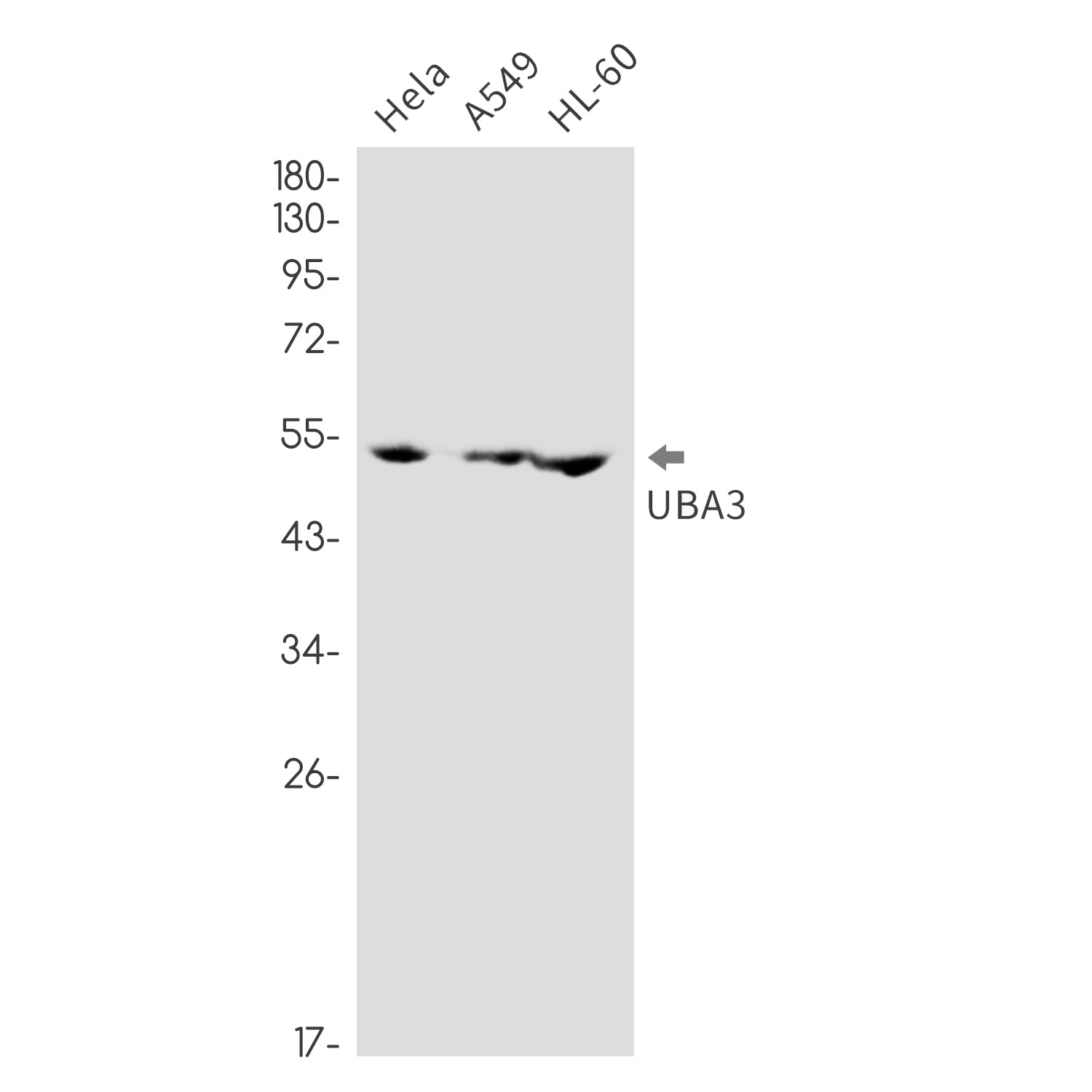 Anti-NEDD8 Activating Enzyme E1C Rabbit Monoclonal Antibody