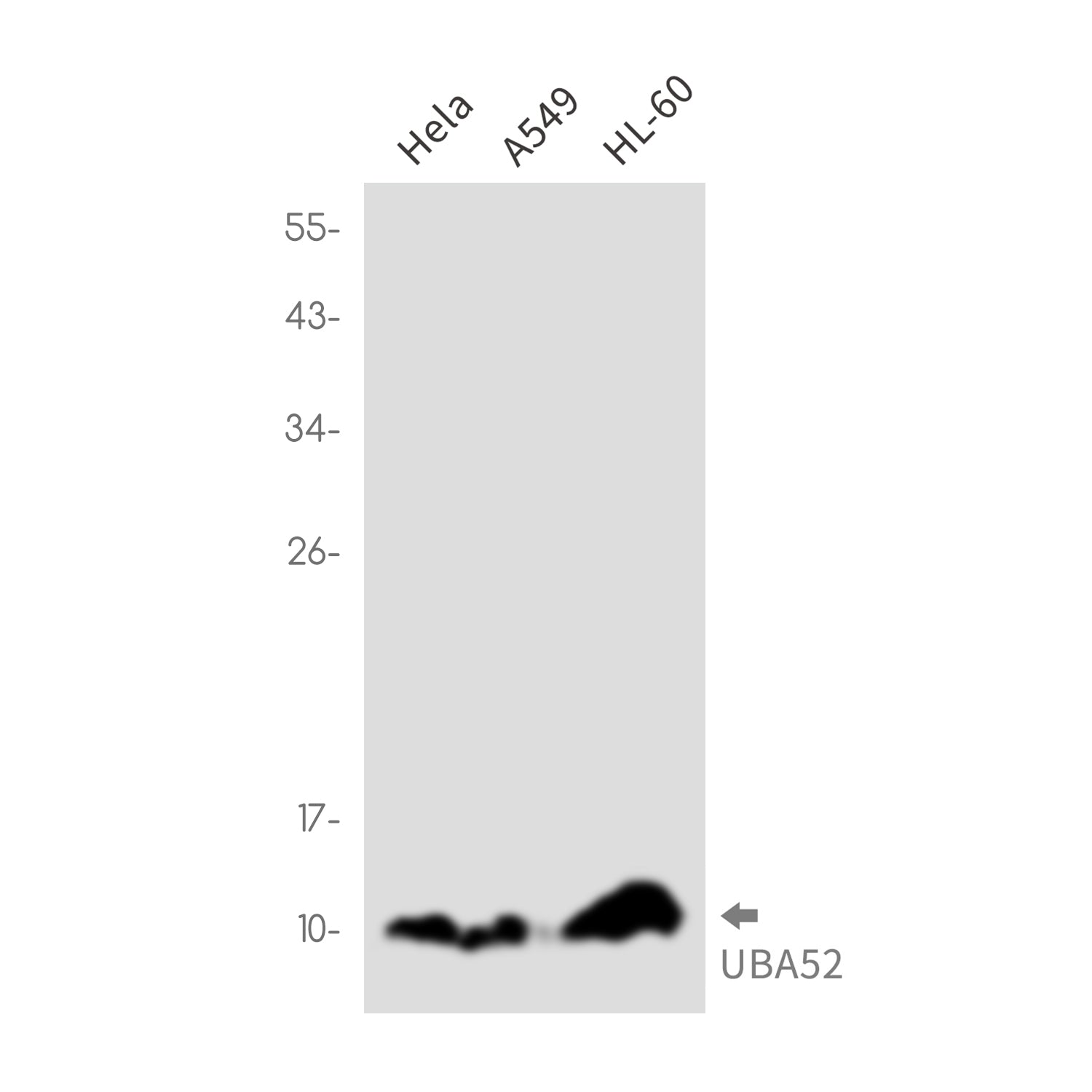 Anti-Ubiquitin 60S Ribosomal Protein L40 Rabbit Monoclonal Antibody