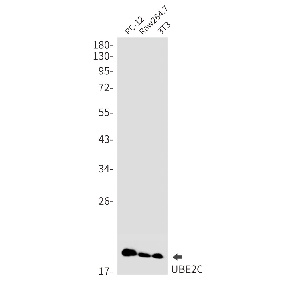Anti-Ubiquitin Conjugating Enzyme E2 C Rabbit Monoclonal Antibody
