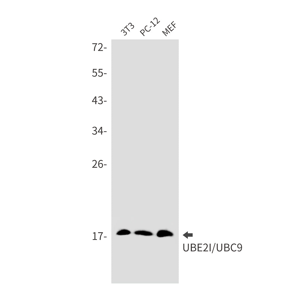 Anti-SUMO Conjugating Enzyme UBC9 Rabbit Monoclonal Antibody