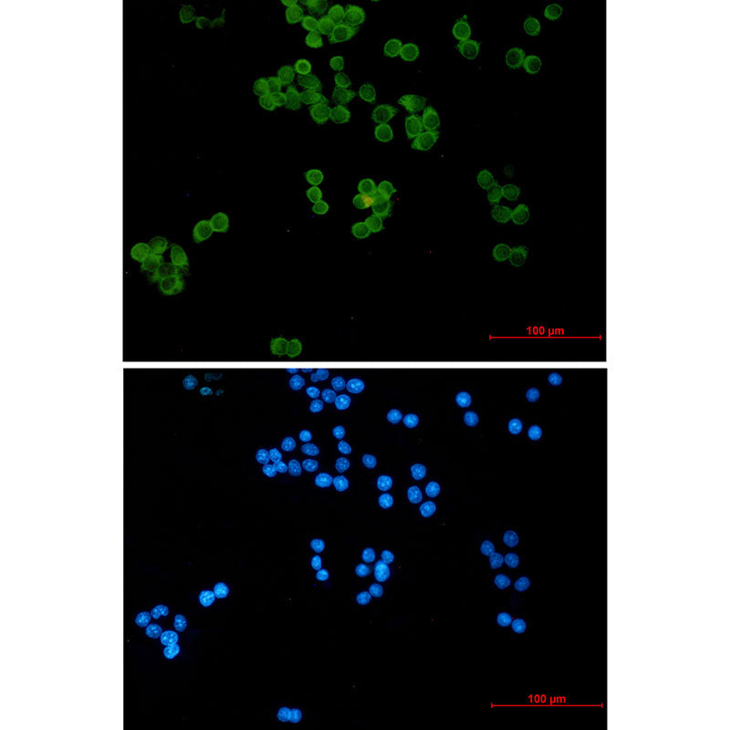 Anti-Ubiquitin Conjugating Enzyme E2 L3 Rabbit Monoclonal Antibody