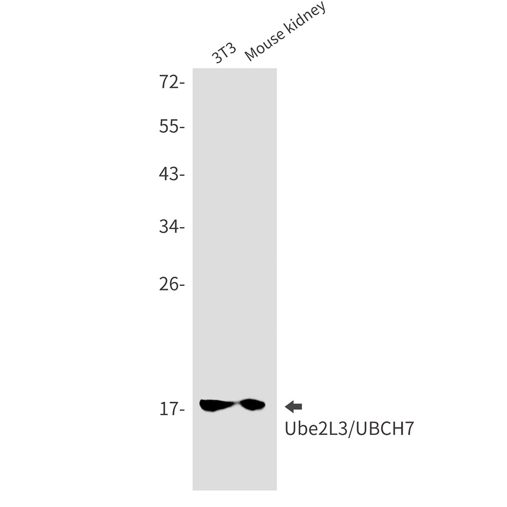 Anti-Ubiquitin Conjugating Enzyme E2 L3 Rabbit Monoclonal Antibody