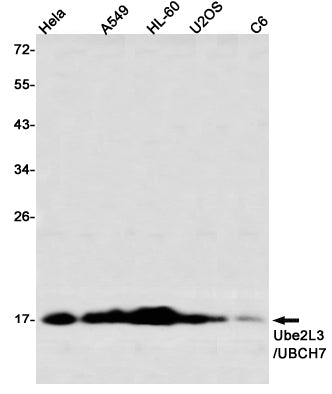 Anti-Ubiquitin Conjugating Enzyme E2 L3 Rabbit Monoclonal Antibody