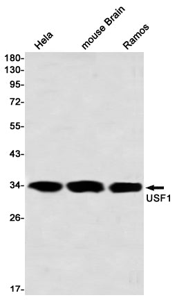 Anti-USF1 Rabbit Monoclonal Antibody