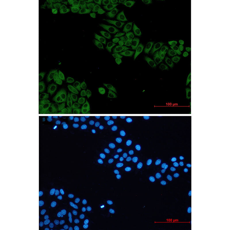 Anti-VAV2 Rabbit Monoclonal Antibody