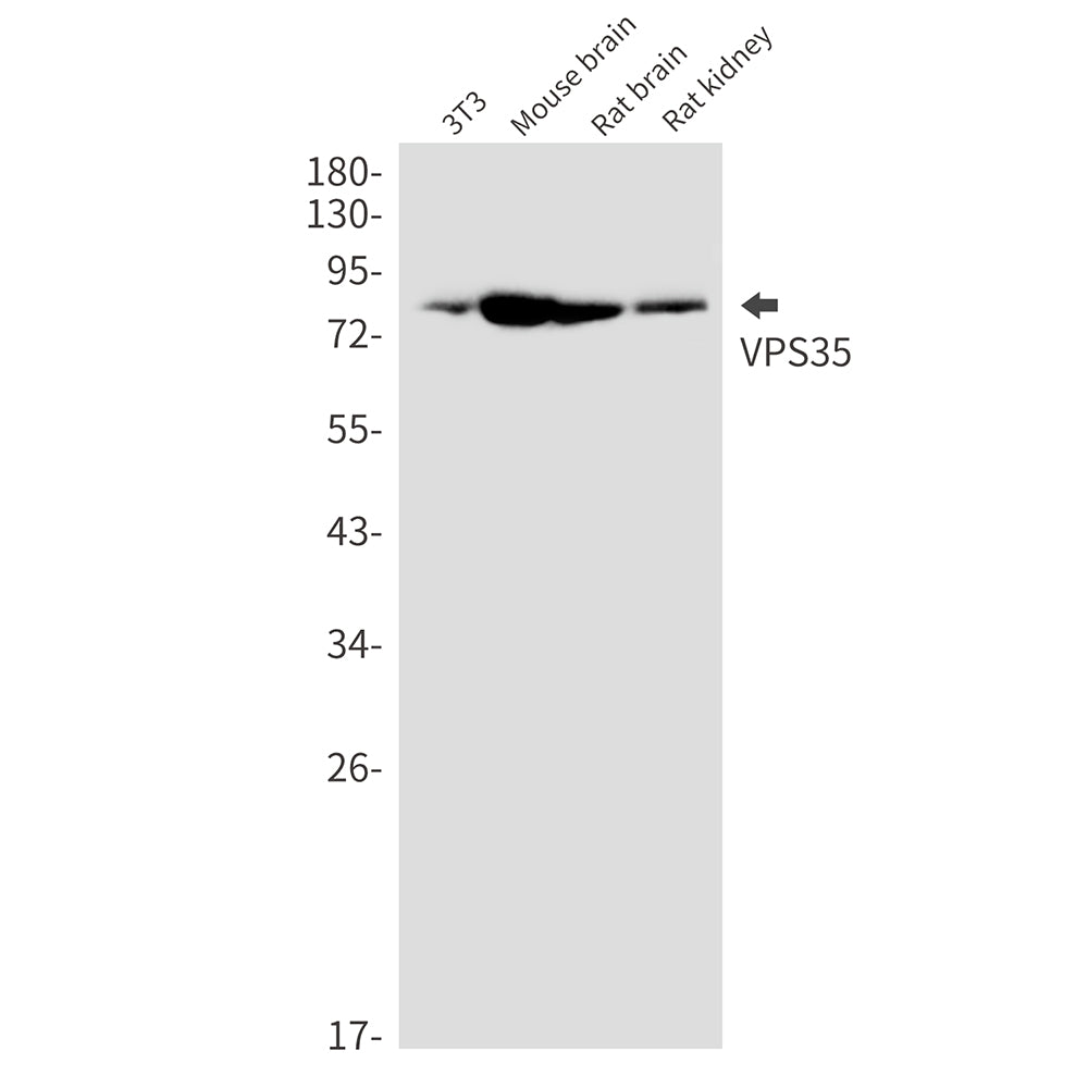 Anti-VPS35 Rabbit Monoclonal Antibody